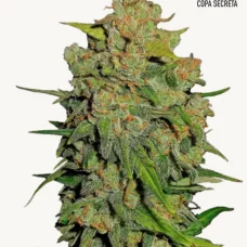 LEMON AK Auto